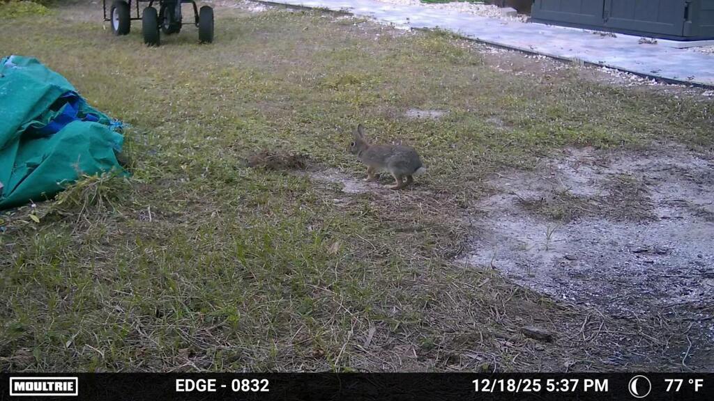 ぴょんぴょん　12-18-25