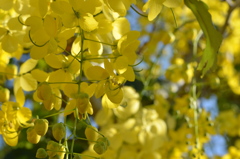 Golden Shower Tree I 6-14-23