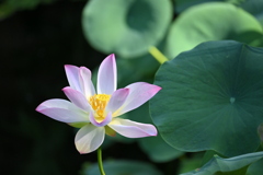 With Lotus Pads 7-17-25