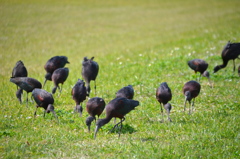 Glossy Ibises I 1-24-23