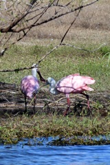 仲良し　10-15-25