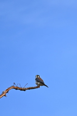 American Kestrel III 10-27-24