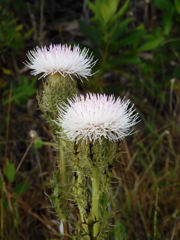 Purple Thistle No3 3-29-23