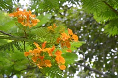Delonix regia var. flavida II 7-17-25