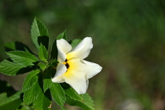 White Buttercup 10-5-24