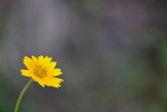 Trailing Daisy II 7-9-25