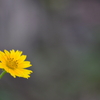Trailing Daisy II 7-9-25
