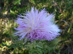 Purple Thistle II 2-9-23