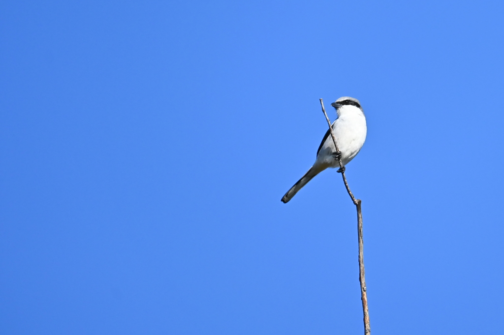 振り向くアメリカオオモズ　11-18-25