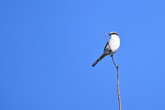 振り向くアメリカオオモズ　11-18-25