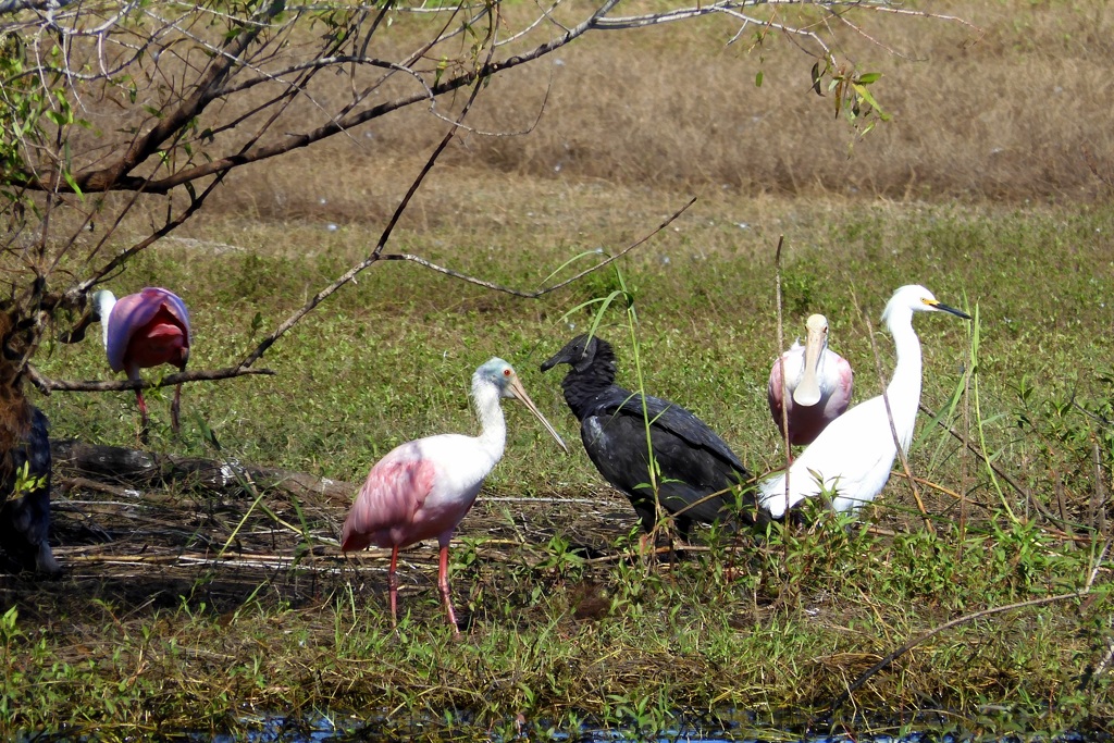 Juvenile Spoonbill_Vulture_Snowy Egret