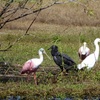 Juvenile Spoonbill_Vulture_Snowy Egret