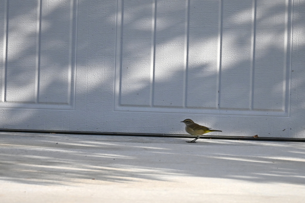 By the Garage 11-6-24