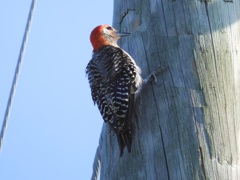 Male Red-bellied Woodpecker II 8-6-23