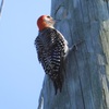 Male Red-bellied Woodpecker II 8-6-23