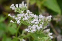 Mikania scandens 6-5-25