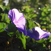 Morning Glories II 4-6-23