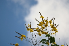 Yellow Poinciana 7-17-25