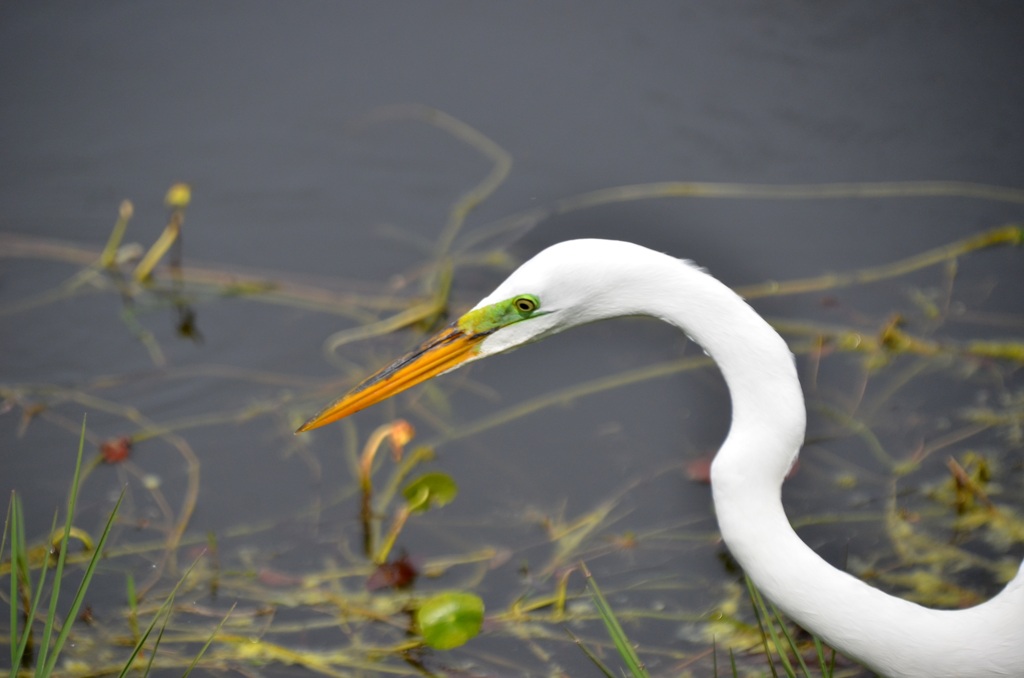 Great Egret Hunting V 3-5-24