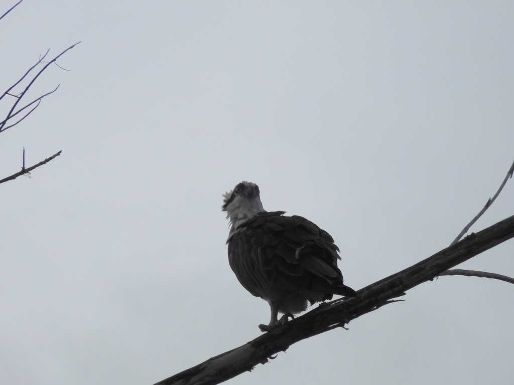 Osprey III 9-24-23