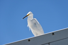 Snowy Egret No1 3-26-25