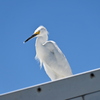 Snowy Egret No1 3-26-25