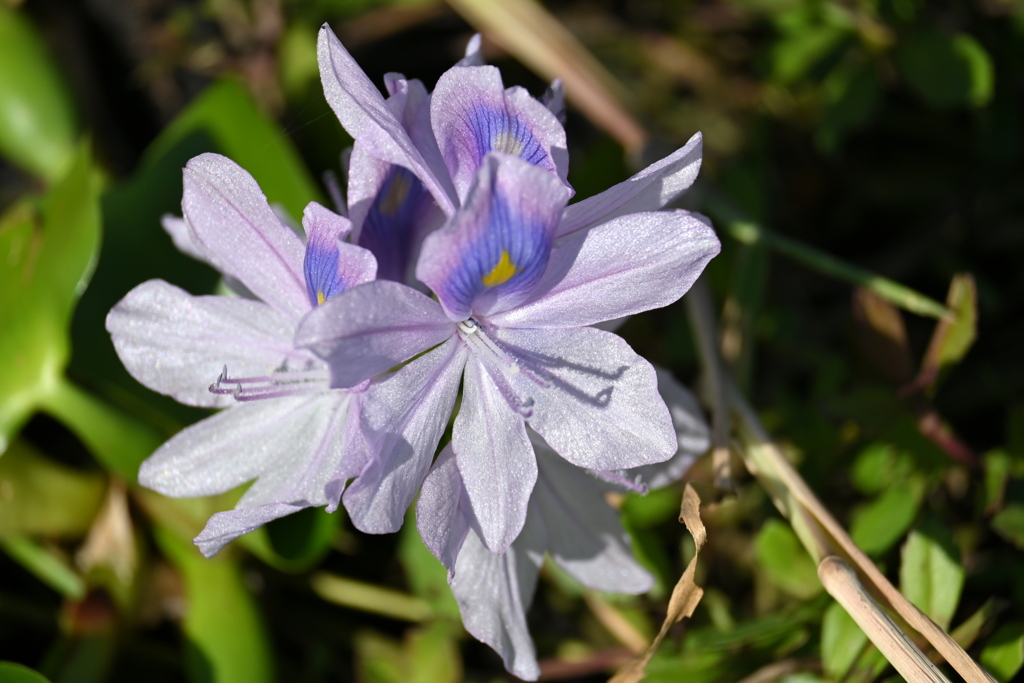 Common Water Hyacinth  10-15-25