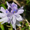 Common Water Hyacinth  10-15-25