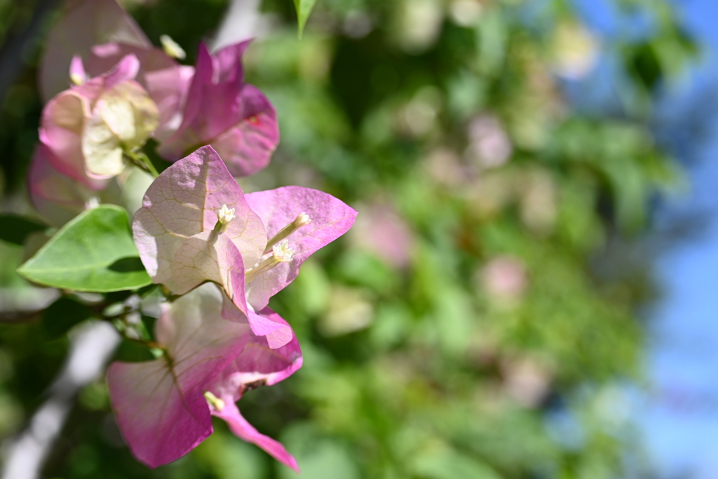 About to Bloom 12-16-25