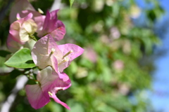 About to Bloom 12-16-25