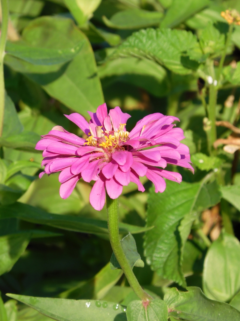 Zinnia　8-6-23