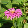 Zinnia　8-6-23