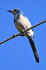 Aphelocoma coerulescens　3-19-25