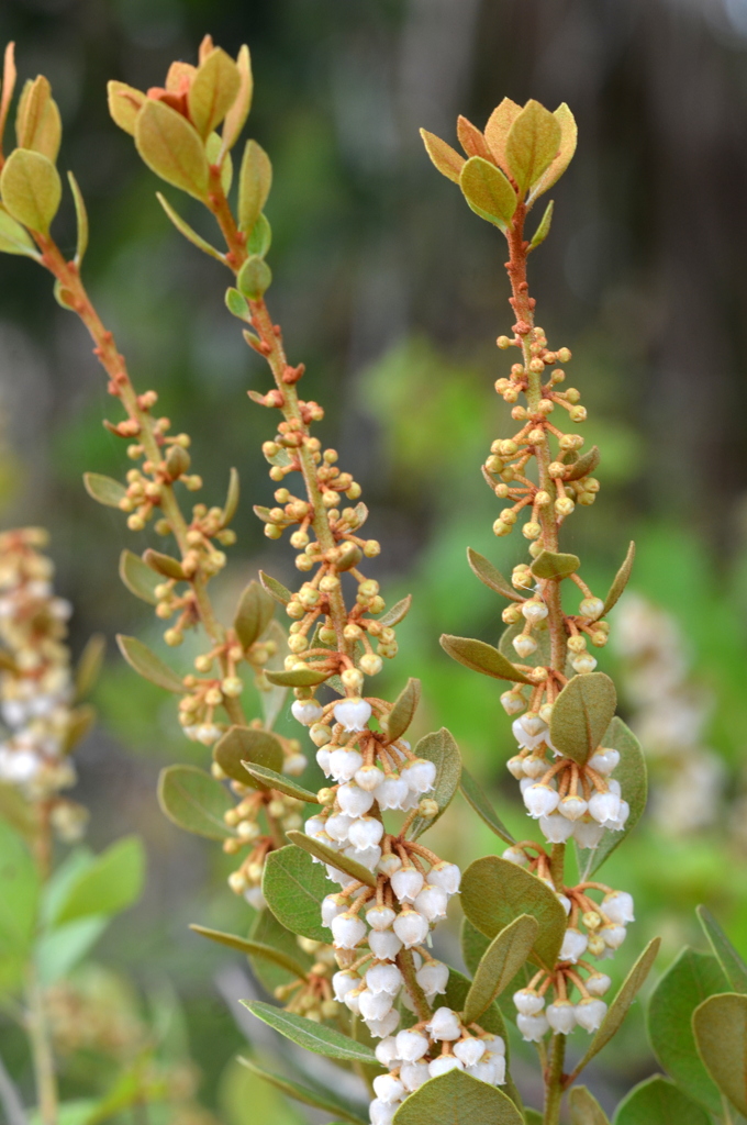Lyonia fruticosa 6-5-25
