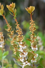 Lyonia fruticosa 6-5-25