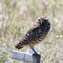 Florida Burrowing Owl Near the Library