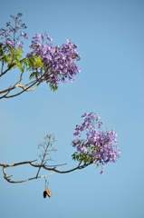 Jacaranda I 5-1-24