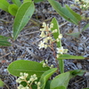 Gopher Apple 4-4-23