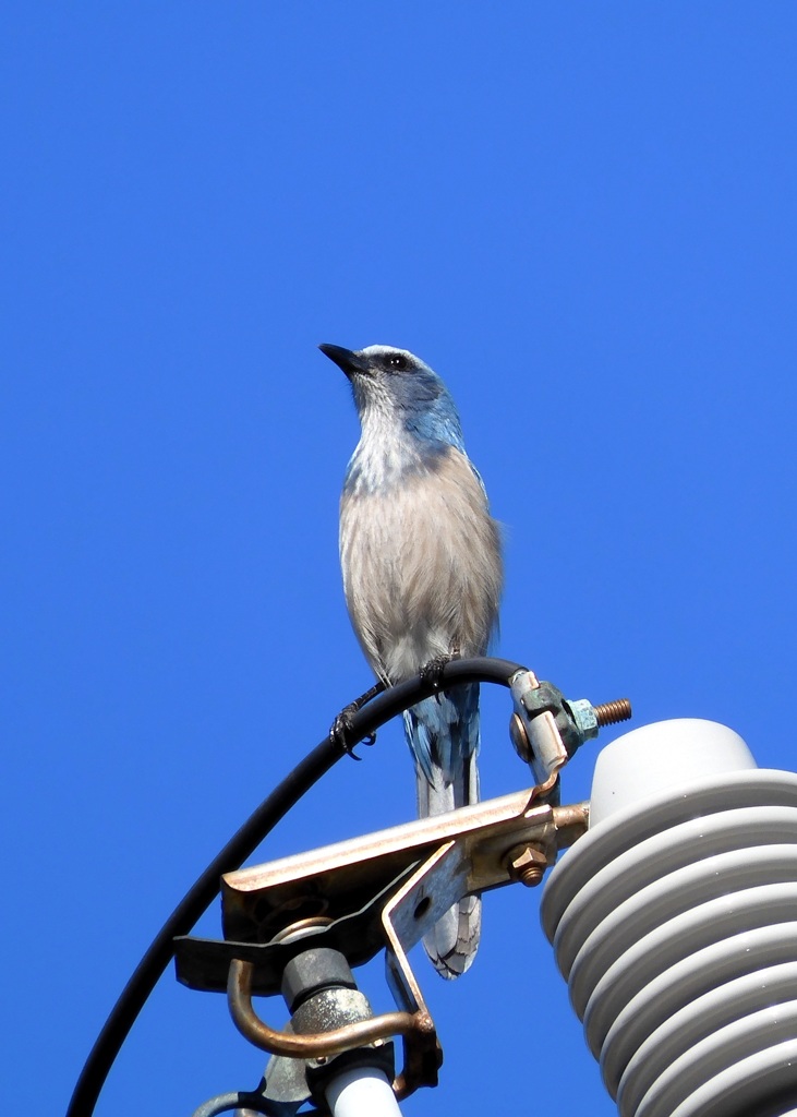 Florida Scrub Jay VIII 2-27-24