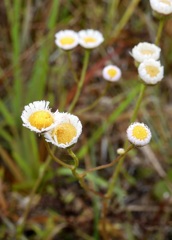 Erigeron quercifolius 3-29-23