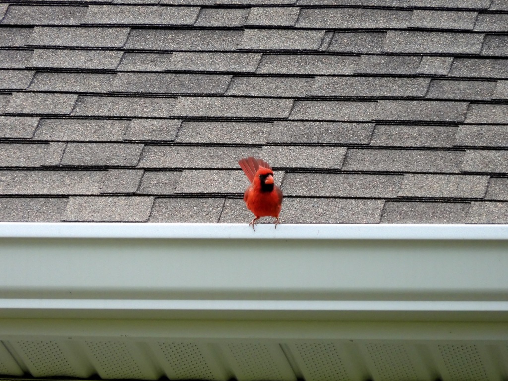 Male Northern Cardinal III 9-30-23