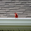 Male Northern Cardinal III 9-30-23