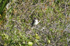 Eastern Phoebe III 2-21-24