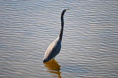 風吹く後ろ姿　11-18-25