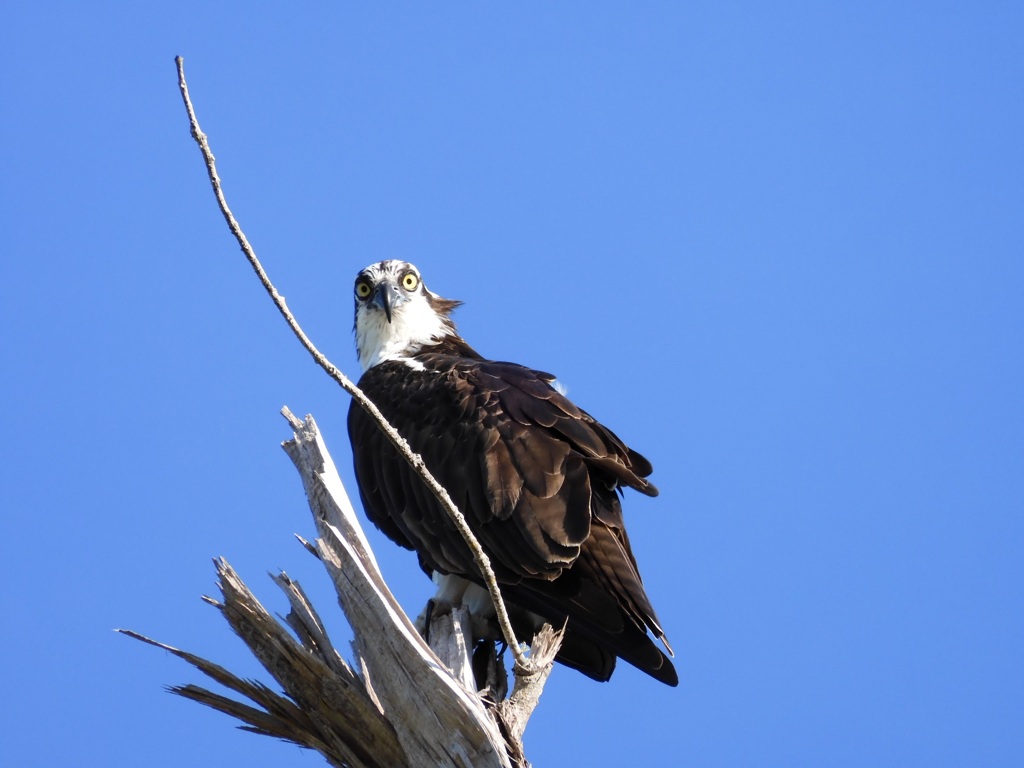 Female Osprey II 9-2-23
