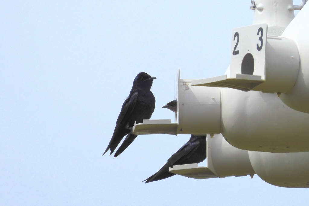 Purple Martins II 3-5-24