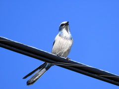 Florida Scrub Jay I 12-28-23