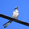 Florida Scrub Jay I 12-28-23