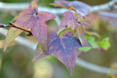 Sweetgum II 2-4-25