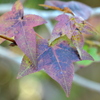 Sweetgum II 2-4-25
